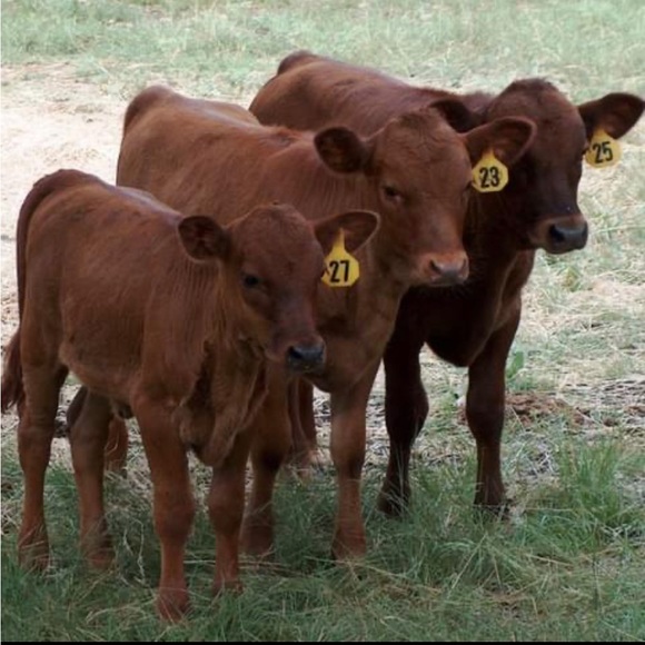 Thank you ✅ - Picture 10 of 16